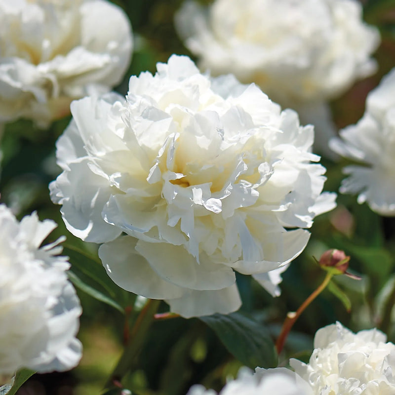 Precious Weiß Pfingstrose Blumensamen – Potted Blumen Bonsai Pflanzensamen