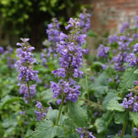 Traditionssorte Nepeta Blumensamen zur Aussaat duftend Blüten Traditionssorte & ohne Gentechnik Samen Hausgarten