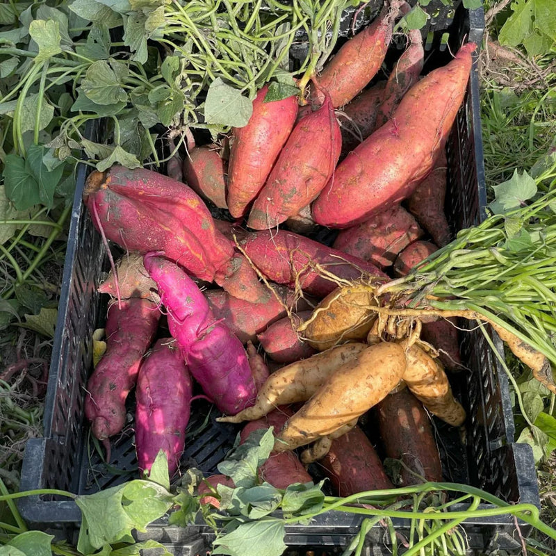 Lila Potato Samen for Home Gardening