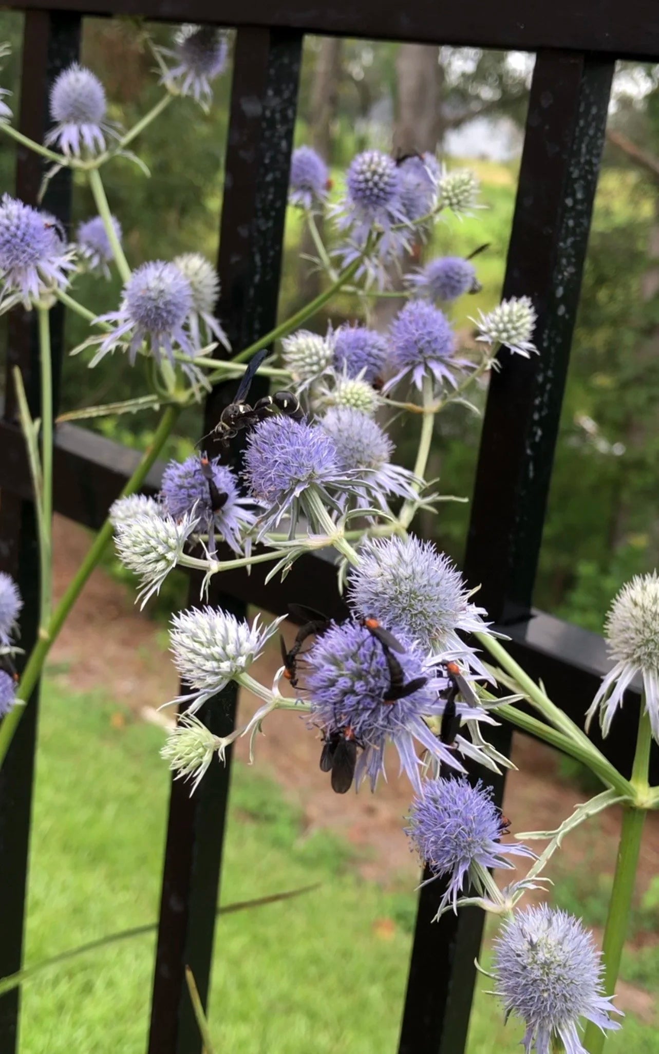 Lila Rattlesnake Blumensamen zur Aussaat – lang Blüte Saison – Traditionssorte & ohne Gentechnik Samen Hausgarten