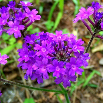 Violet moss verbena blume samen for anpflanzung shade tolerant heirloom & gmo free samen for home garten
 
 sale samen for home garten anpflanzung
