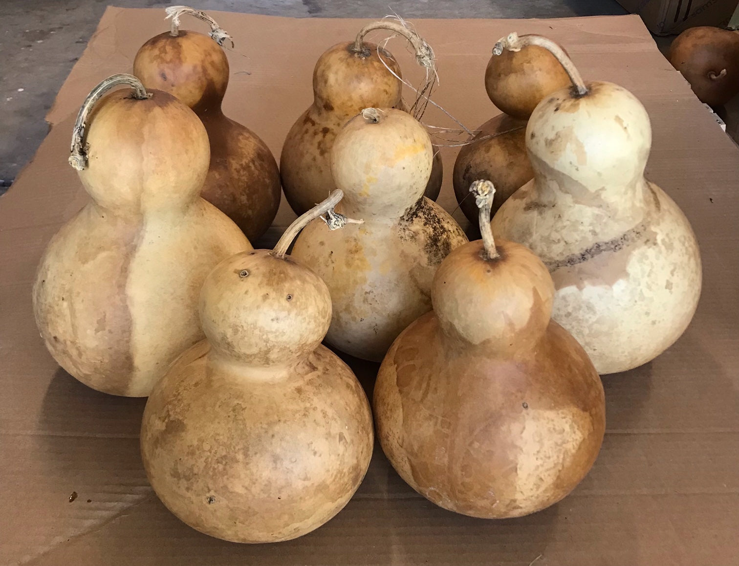 Braun Bottle Gourd Samen for Gemüse Planting