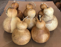 Braun Bottle Gourd Samen for Gemüse Planting
