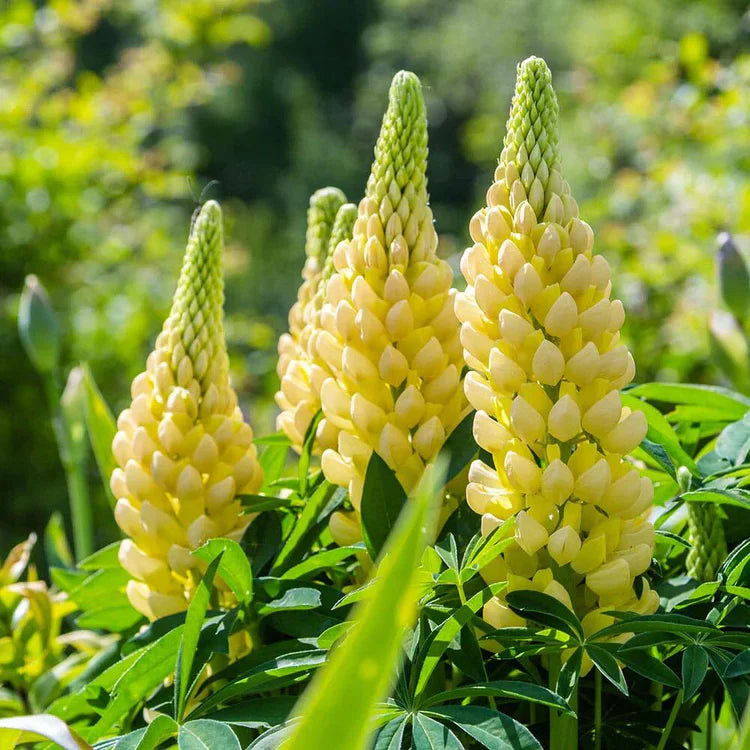 Light gelb lupine blume samen for anpflanzung sun loving heirloom & gmo free samen for home garten
 
 sale samen for home garten anpflanzung