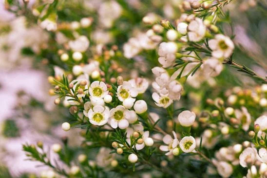 Geraldton Blumensamen zur Aussaat – farbenfroh Schau – Traditionssorte & ohne Gentechnik Samen Hausgarten