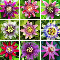 Multicolored (multicolored passion) samen for anpflanzung in home garten