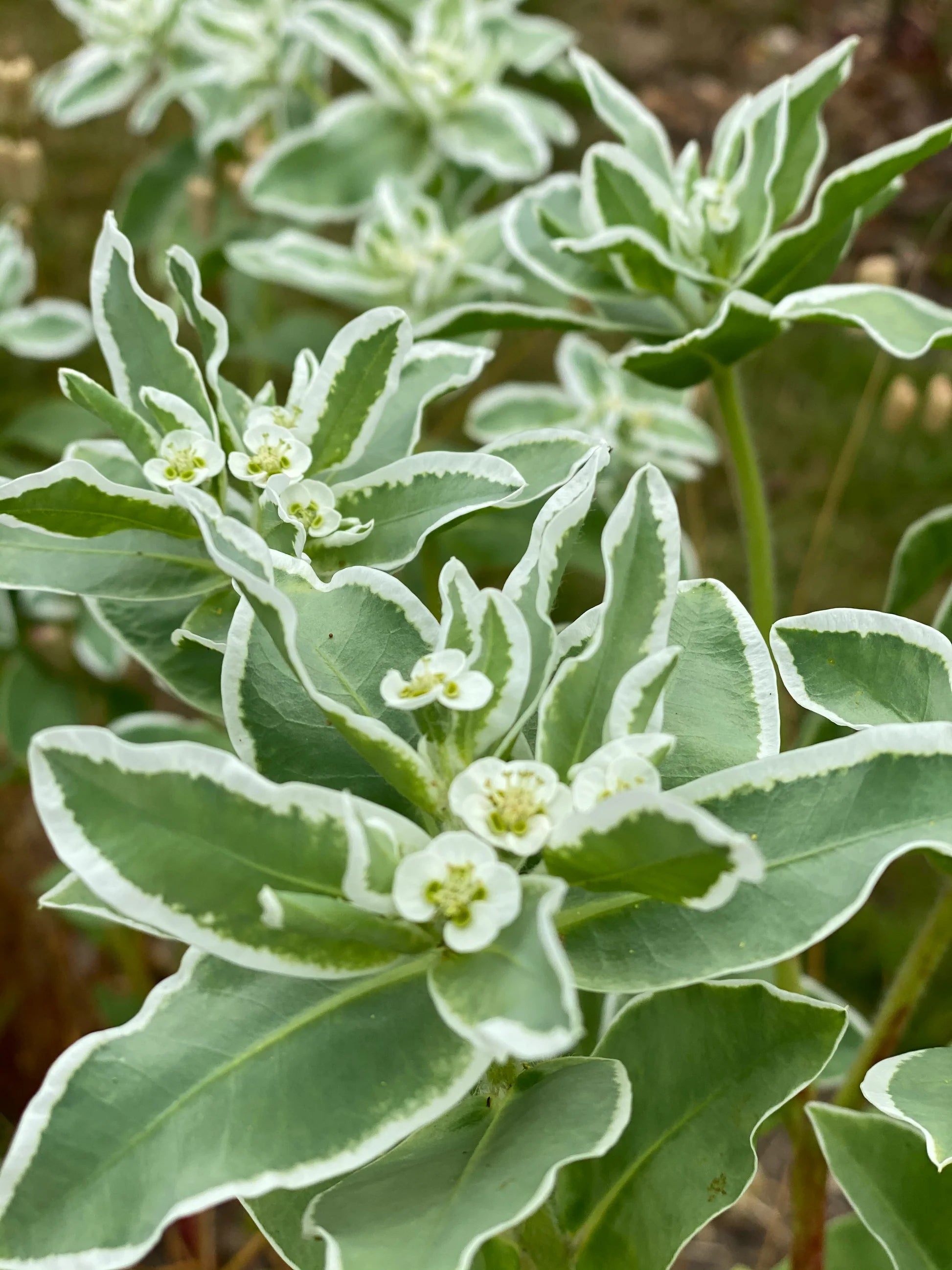 Euphorbia Early Snow Weiß Blumensamen zur Aussaat Drought verträglich Traditionssorte & ohne Gentechnik Samen Hausgarten