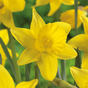 hell Grün Narzisse Blumensamen zur Aussaat Anzucht Traditionssorte & ohne Gentechnik Samen Hausgarten