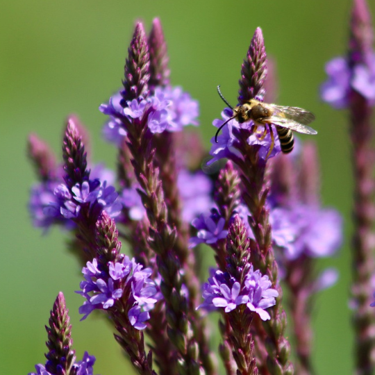 Vervain Hastata Blumensamen zur Aussaat saisonal Dauerblüher Traditionssorte & ohne Gentechnik Samen Hausgarten