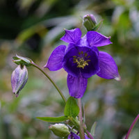 Blau aquilegia blume samen for anpflanzung - compact growth, heirloom & gmo free samen for home garten
 
 sale samen for home garten