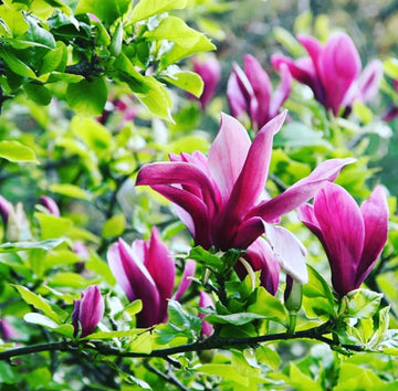 Magnolia (magnolia liliiflora) samen for anpflanzung in home garten