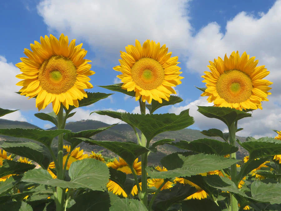 Sunrich (sunrich gold) samen for anpflanzung in home garten