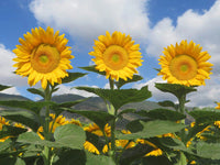 Sunrich (sunrich gold) samen for anpflanzung in home garten