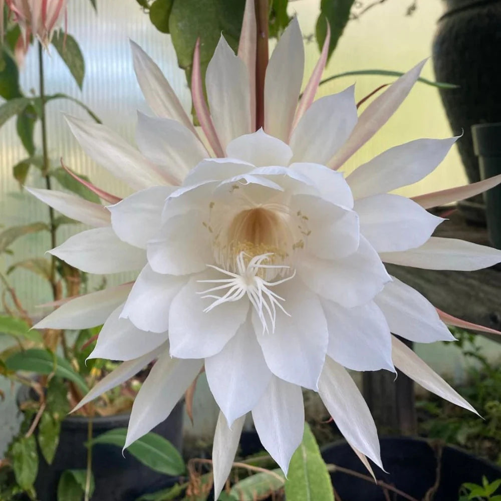 Weiß Epiphyllum Blumensamen – duftend Blüten Traditionssorte & ohne Gentechnik Samen Hausgarten