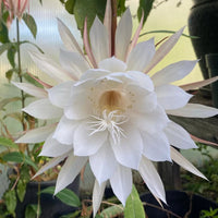 Weiß Epiphyllum Blumensamen – duftend Blüten Traditionssorte & ohne Gentechnik Samen Hausgarten