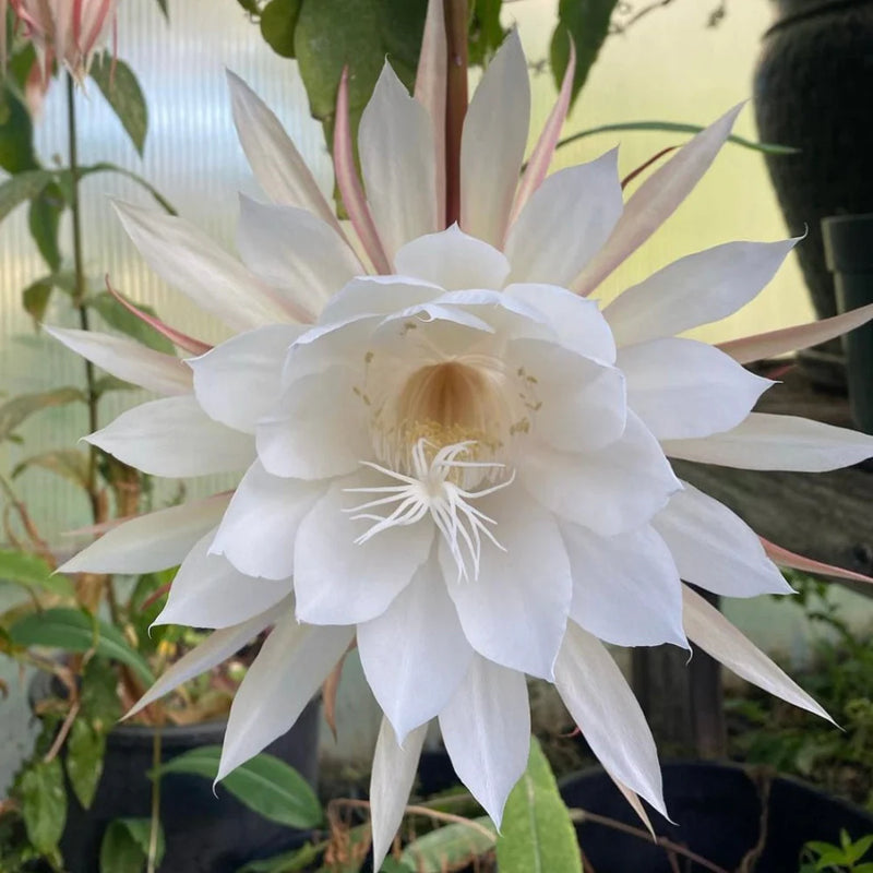 Weiß Epiphyllum Blumensamen – duftend Blüten Traditionssorte & ohne Gentechnik Samen Hausgarten