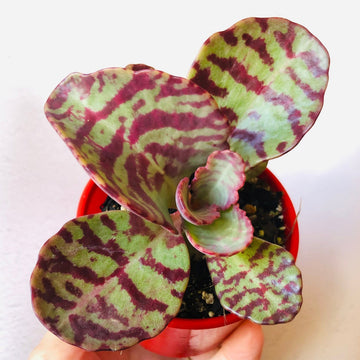 Lila humilis blume samen for anpflanzung - cut blume favorite, heirloom & gmo free samen for home garten
 
 sale for anpflanzung in home garten