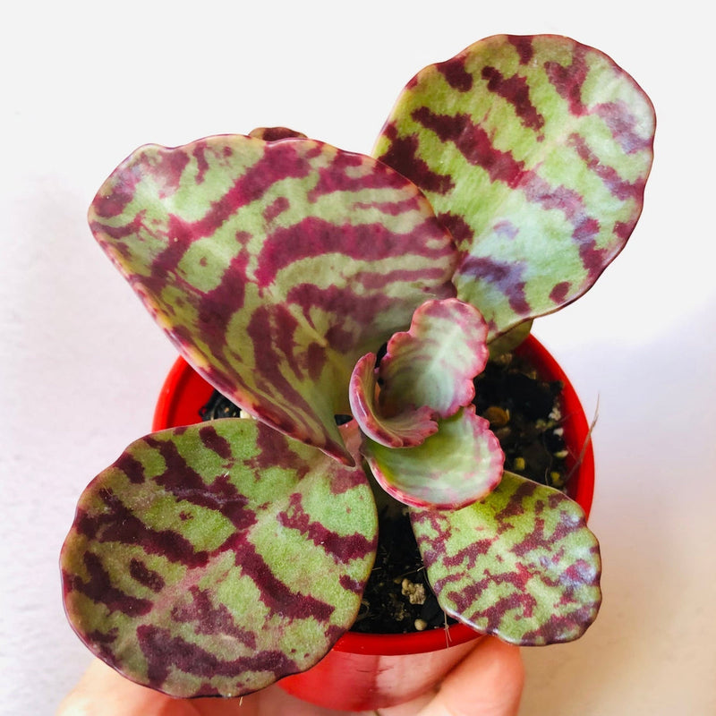 Lila humilis blume samen for anpflanzung - cut blume favorite, heirloom & gmo free samen for home garten
 
 sale for anpflanzung in home garten