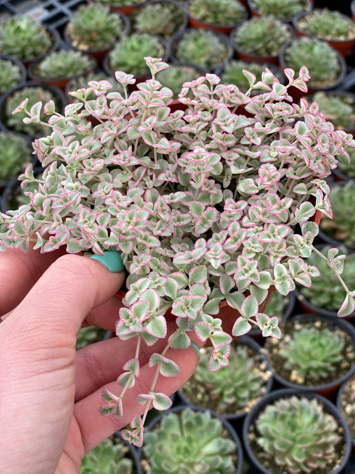 Little missy blume samen for anpflanzung compact growth heirloom & gmo free samen for home garten 
 
 sale for anpflanzung in home garten