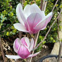 Magnolia Blume Samen zur Aussaat – Anzucht Blüten Garten