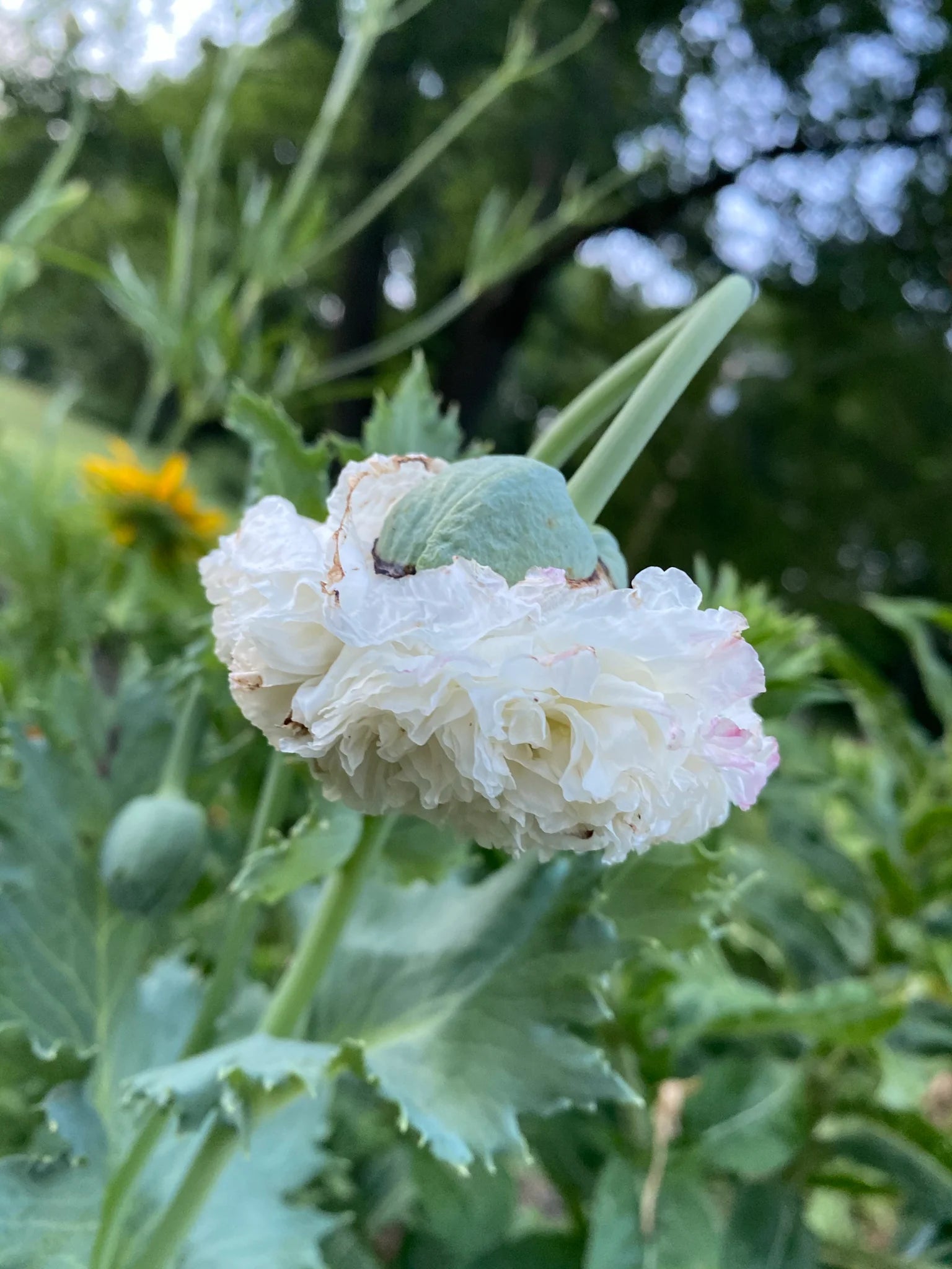 Somniferum Blumensamen zur Aussaat Samen üppig und elegant Blüten Garten.