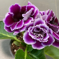 Weiß Schwarz Gloxinie Blumensamen zur Aussaat Anzucht Traditionssorte & ohne Gentechnik Samen Hausgarten