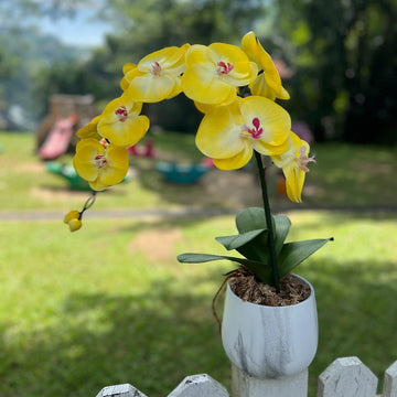 Gelb (gelb orchid) samen for anpflanzung in home garten