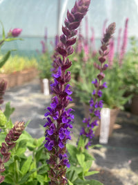 Nemorosa Blumensamen zur Aussaat – robust Sorte – Traditionssorte & ohne Gentechnik Samen Hausgarten