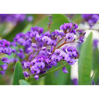 Hardenbergia (hardenbergia blume) samen for anpflanzung in home garten