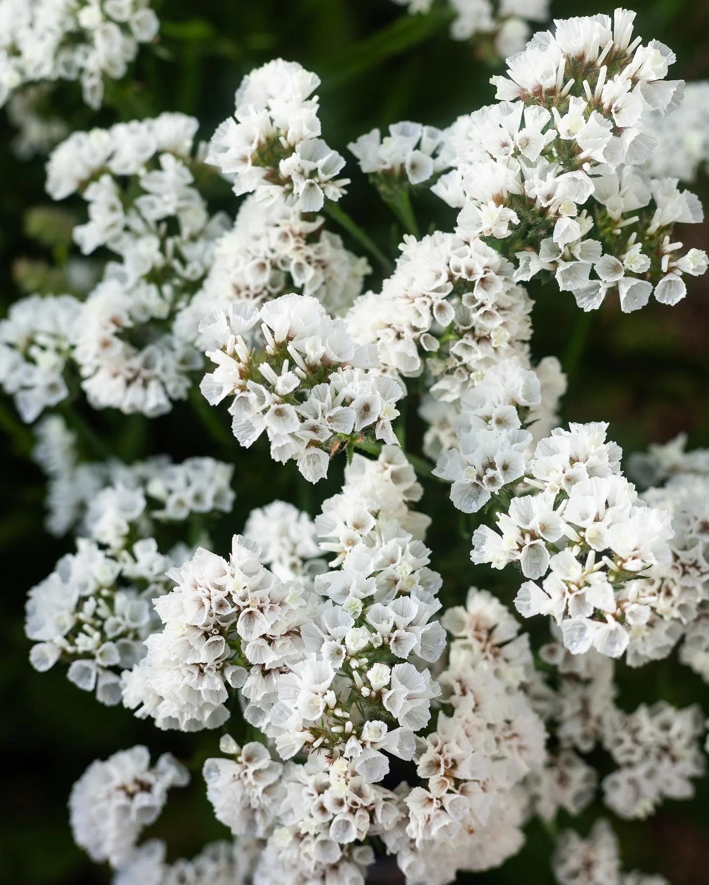 Weiß Statice Blumensamen zur Aussaat – Garten beliebt – Traditionssorte & ohne Gentechnik Samen Hausgarten