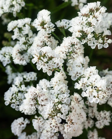 Weiß Statice Blumensamen zur Aussaat – Garten beliebt – Traditionssorte & ohne Gentechnik Samen Hausgarten