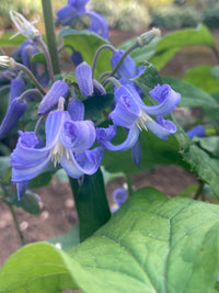 Waldrebe Heracleifolia Blumensamen zur Aussaat Bestäuber freundlich Traditionssorte & ohne Gentechnik Samen Hausgarten