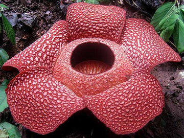 Smelliest Blumensamen zur Aussaat Wildblume Mischung Traditionssorte & ohne Gentechnik Samen Hausgarten