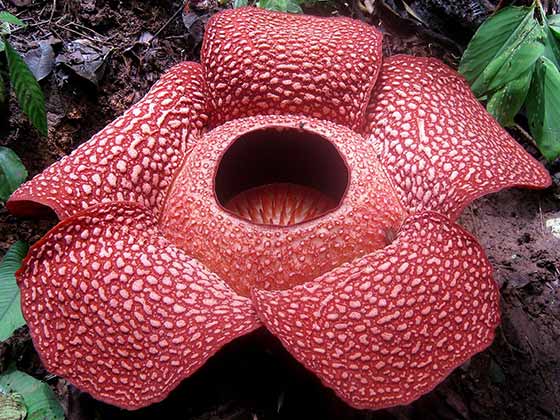 Smelliest Blumensamen zur Aussaat Wildblume Mischung Traditionssorte & ohne Gentechnik Samen Hausgarten