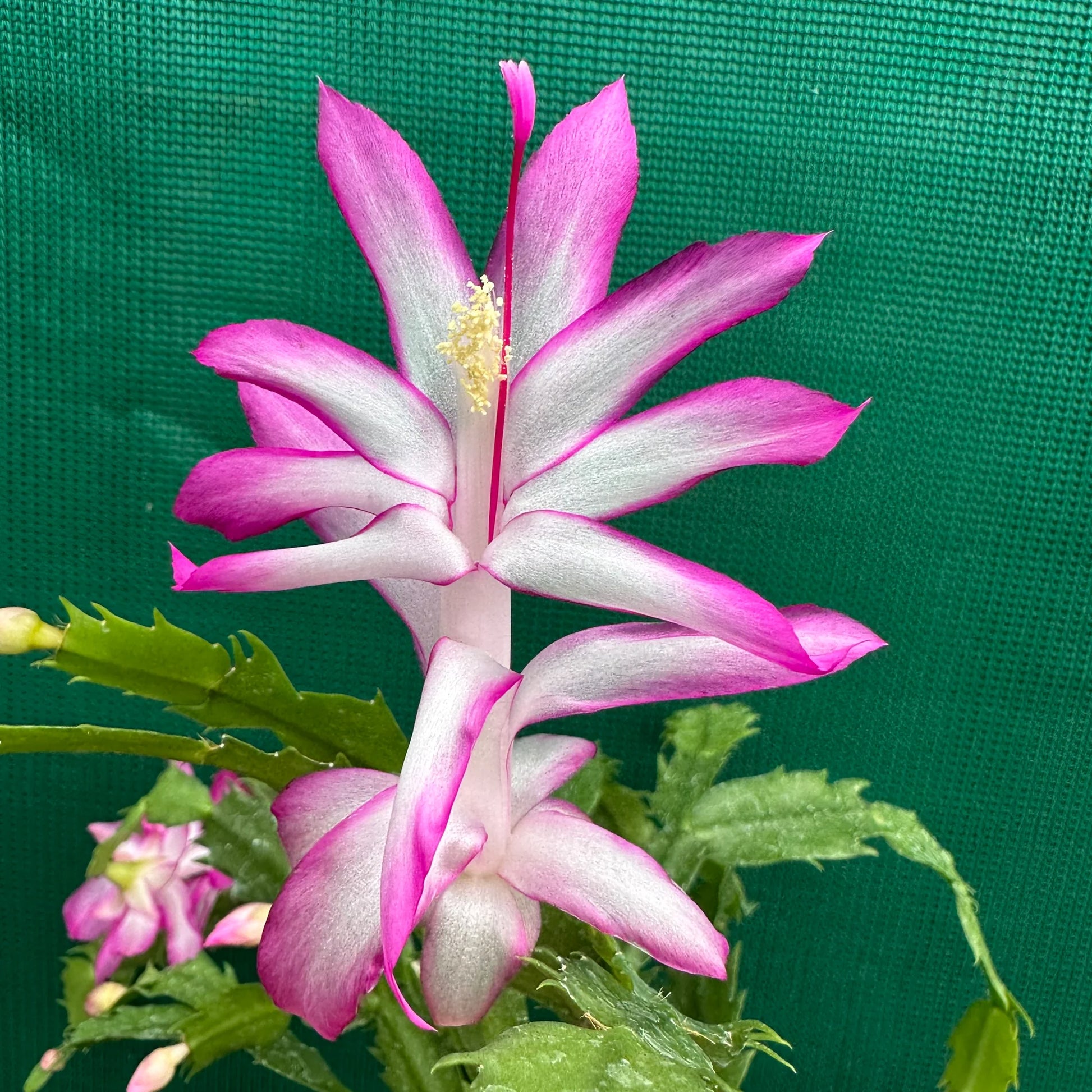 Rosa & Weiß Weihnachtskaktus Blumensamen zur Aussaat – lang Blüte Saison – Traditionssorte & ohne Gentechnik Samen Hausgarten