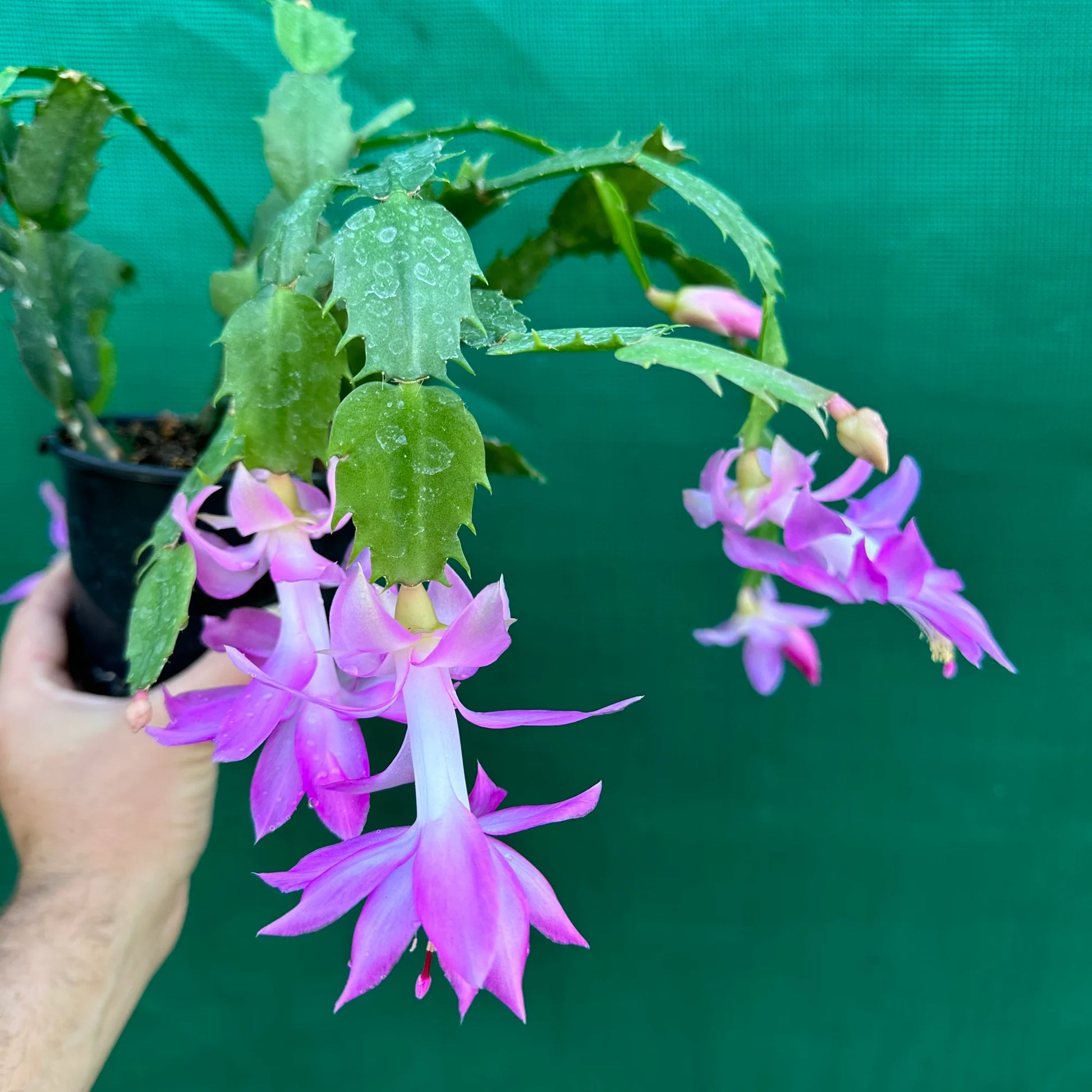 Violett Zygocactus Truncatus Blumensamen zur Aussaat – kompakt Wuchs – Traditionssorte & ohne Gentechnik Samen Hausgarten
