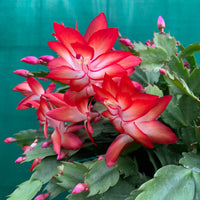 dunkel Orange Zygocactus Blumensamen zur Aussaat Halbschatten verträglich Traditionssorte & ohne Gentechnik Samen Hausgarten