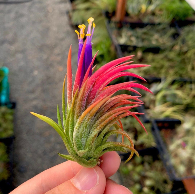 Tillandsia ionantha blume samen for anpflanzung vibrant colors heirloom & gmo free samen for home garten 
 
 sale for anpflanzung in home garten