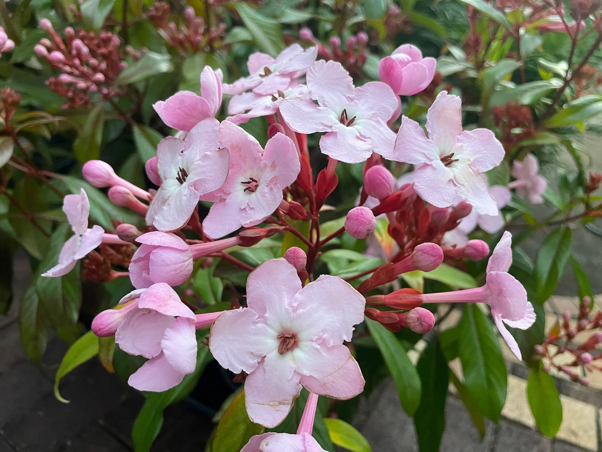 Luculia Gratissima Blumensamen zur Aussaat Drought verträglich Traditionssorte & ohne Gentechnik Samen Hausgarten