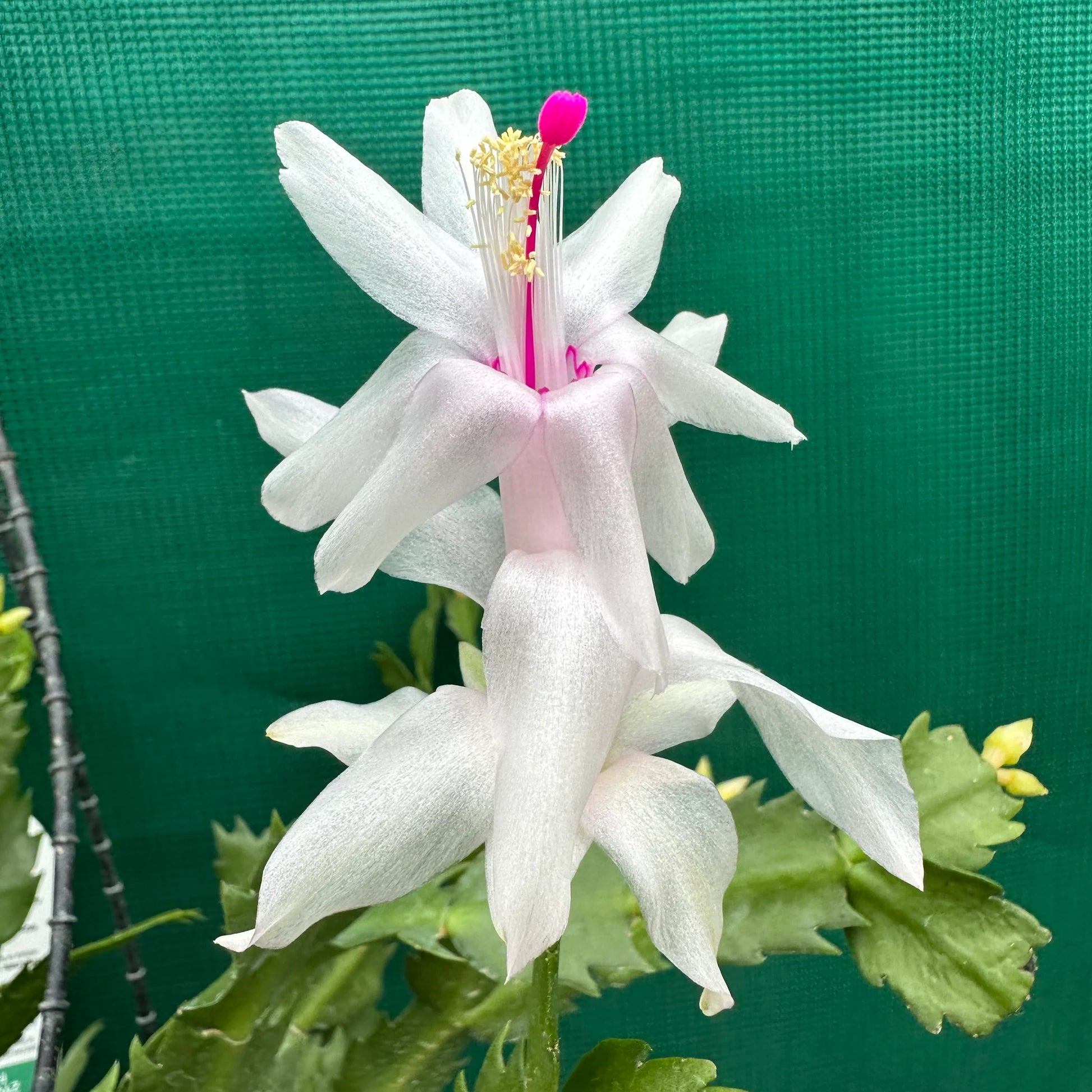 Weiß Zygocactus Blumensamen zur Aussaat – Anzucht – Traditionssorte & ohne Gentechnik Samen Hausgarten