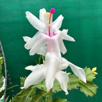 Weiß Zygocactus Blumensamen zur Aussaat – Anzucht – Traditionssorte & ohne Gentechnik Samen Hausgarten