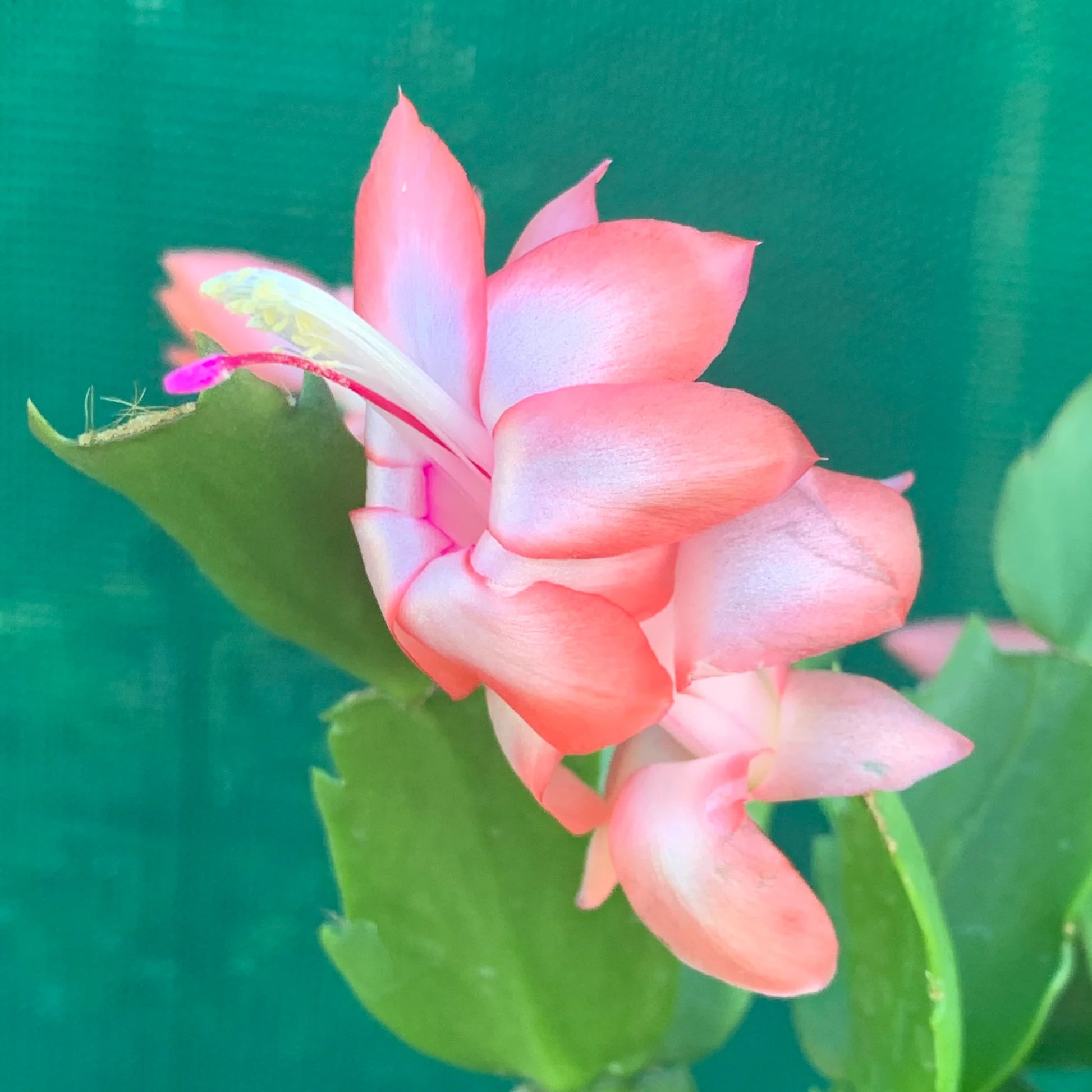 Pfirsichfarben Zygocactus Truncatus Blumensamen zur Aussaat – Anzucht – Traditionssorte & ohne Gentechnik Samen Hausgarten