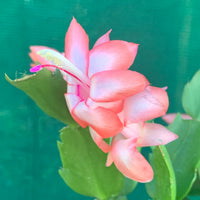 Pfirsichfarben Zygocactus Truncatus Blumensamen zur Aussaat – Anzucht – Traditionssorte & ohne Gentechnik Samen Hausgarten