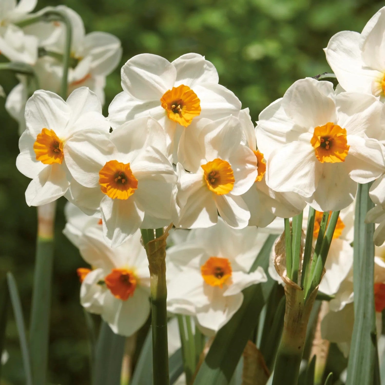 Creme Narzisse Blumensamen zur Aussaat – sonnenliebend – Traditionssorte & ohne Gentechnik Samen Hausgarten