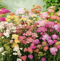 Gemischt Yarrow Blumensamen zur Aussaat – Anzucht – Traditionssorte & ohne Gentechnik Samen Hausgarten