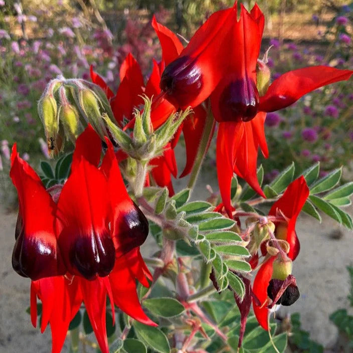 Swainsona Blumensamen zur Aussaat duftend Blüten Traditionssorte & ohne Gentechnik Samen Hausgarten
