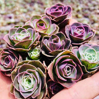 Lila Grün Greenovia Blumensamen zur Aussaat duftend Blüten Traditionssorte & ohne Gentechnik Samen Hausgarten