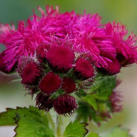 Rot Ageratum Blumensamen zur Aussaat saisonal Dauerblüher Traditionssorte & ohne Gentechnik Samen Hausgarten