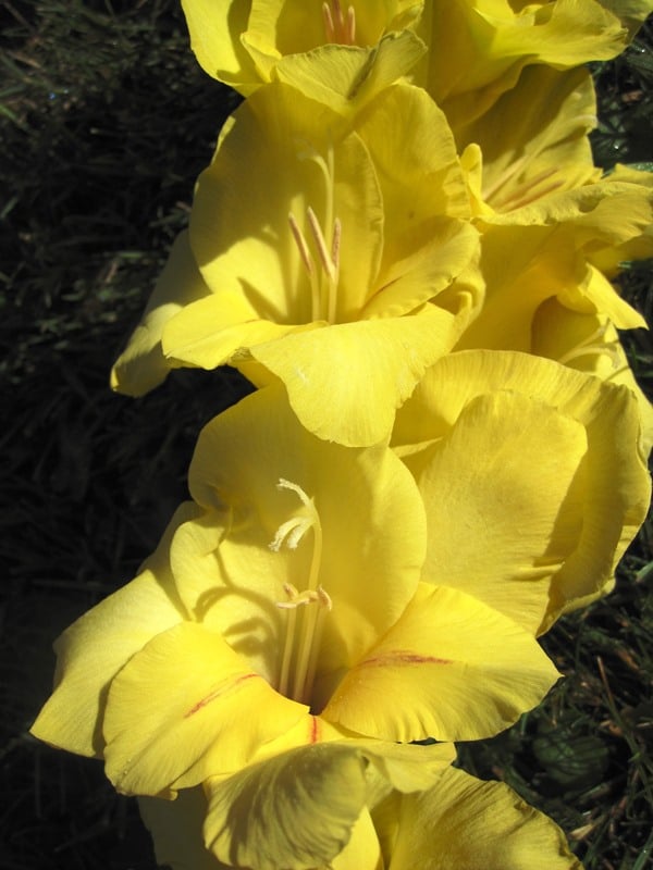 Soft Rosa Gelb Gladiole Blumensamen zur Aussaat Wildblume Mischung Traditionssorte & ohne Gentechnik Samen Hausgarten