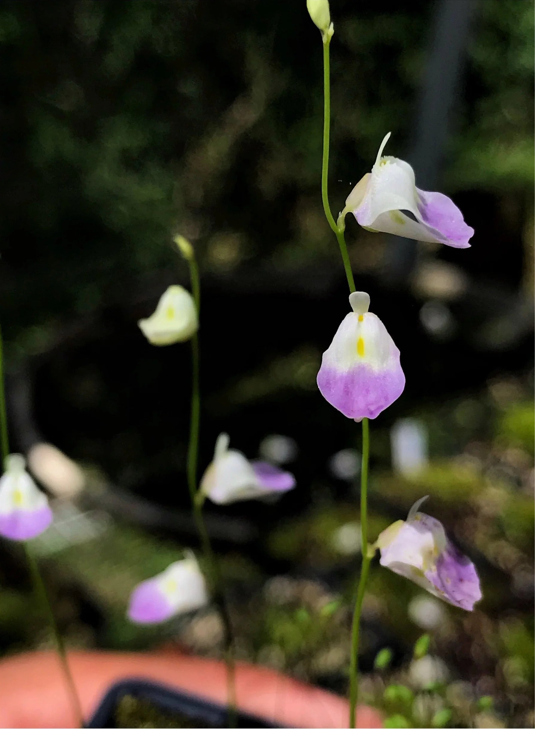 Violett Utricularia Blumensamen zur Aussaat – Enhance Garten einzigartig Blüten